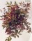 Astilbe 'Fanal'
