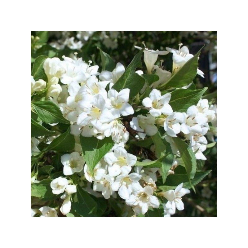 Weigela 'Snowflake'