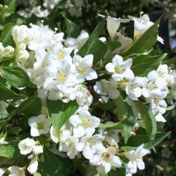 Weigela 'Snowflake'