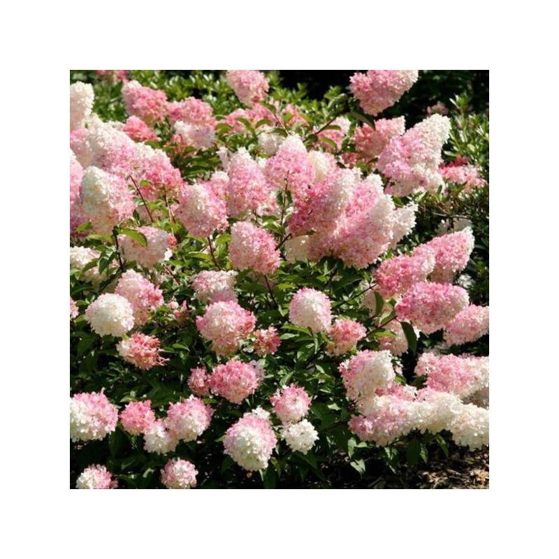 Hydrangea p. VANILLE-FRAISE 'Renhy' PBR