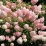 Hydrangea p. VANILLE-FRAISE 'Renhy' PBR