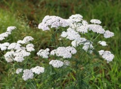 Achillea millefolium...