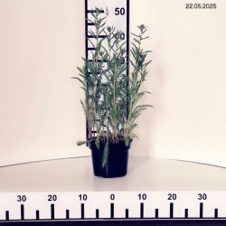 Achillea millefolium 'Schneetaler'