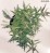 Achillea millefolium 'Schneetaler'
