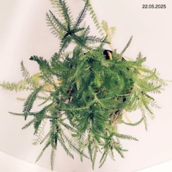 Achillea millefolium 'Paprika'