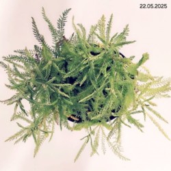 Achillea millefolium 'Cerise Queen'