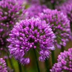 Allium 'Party Balloons'