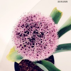 Allium 'Party Balloons'