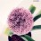 Allium 'Party Balloons'