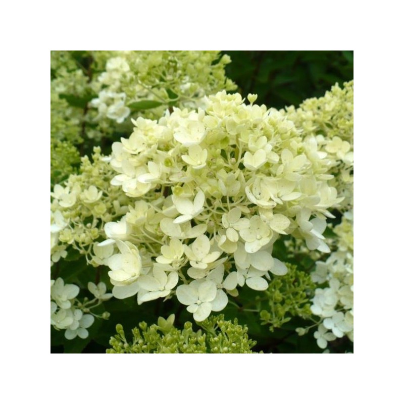 Hydrangea p. 'Bombshell' PBR