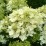 Hydrangea p. 'Bombshell' PBR