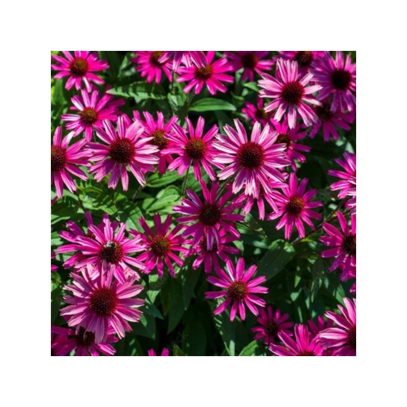 Echinacea 'Sensation Wild Romance‘ PBR