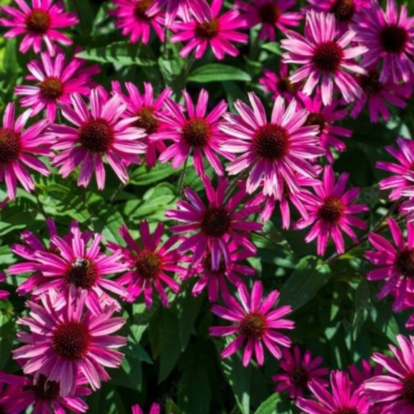 Echinacea 'Sensation Wild Romance‘ PBR
