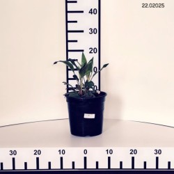 Echinacea 'Sensation Wild Romance‘ PBR