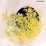 Sambucus nigra GOLDEN TOWER 'Jdeboer001' PBR