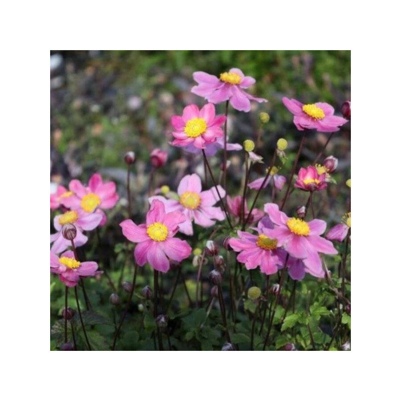 Anemone ×hybrida 'Garden Breeze Whirlwind Pink'