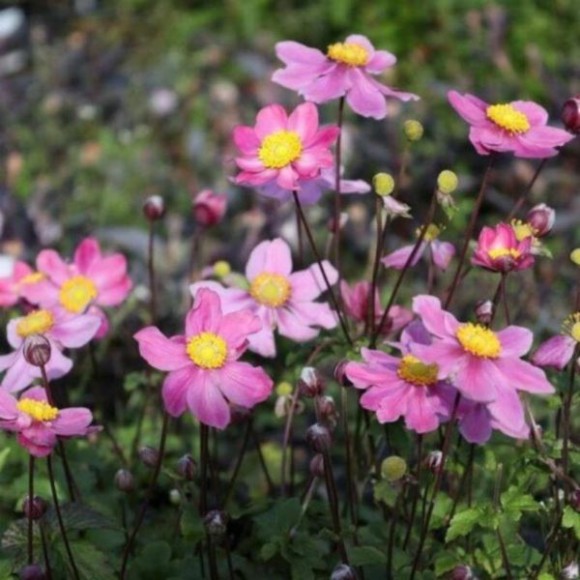 Anemone ×hybrida 'Garden Breeze Whirlwind Pink'