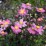 Anemone ×hybrida 'Garden Breeze Whirlwind Pink'