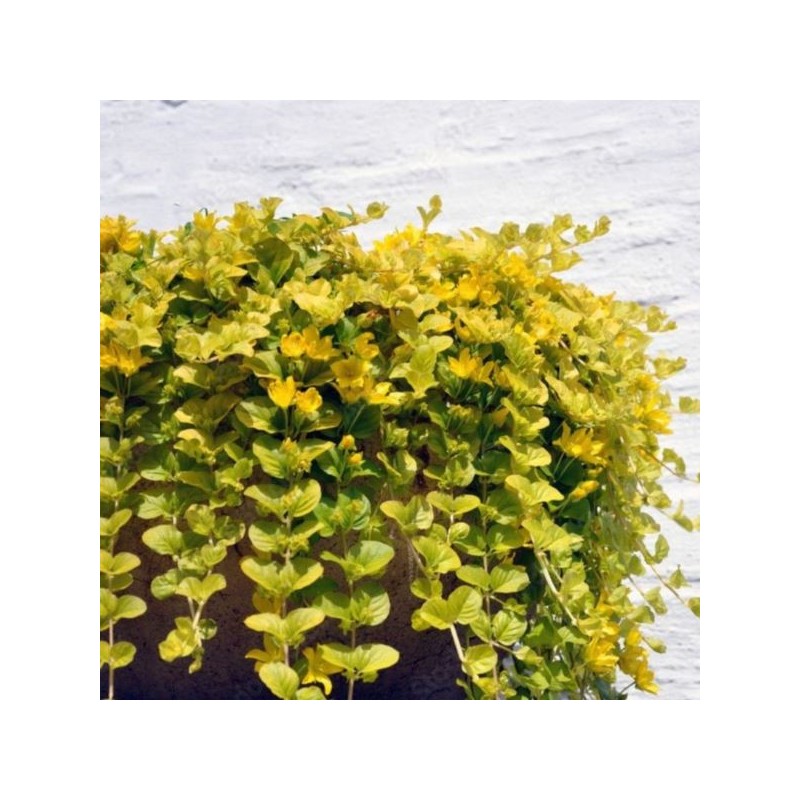 Lysimachia nummularia 'Aurea'