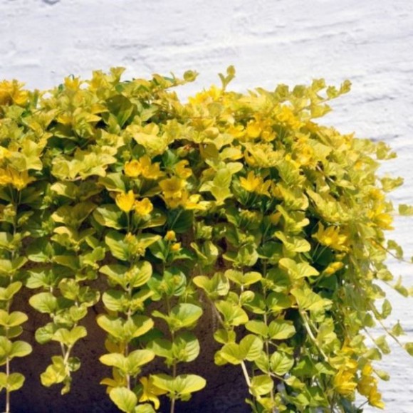 Lysimachia nummularia 'Aurea'