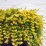 Lysimachia nummularia 'Aurea'