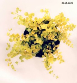 Lysimachia nummularia 'Aurea'