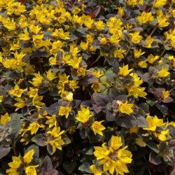 Lysimachia congestiflora...