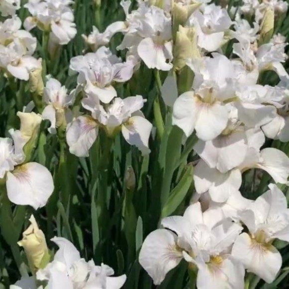 Iris sibirica 'Not Quite White'