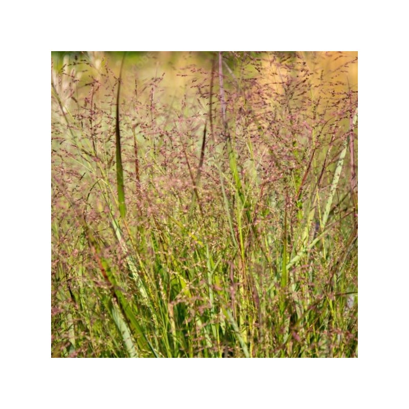 Panicum virgatum 'Squaw'