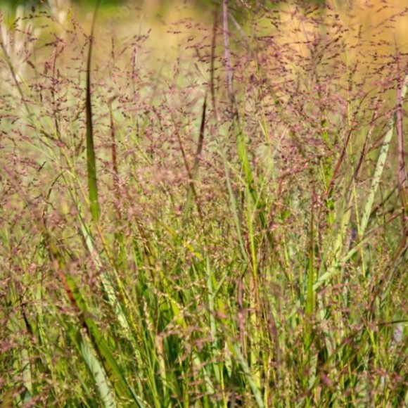Panicum virgatum 'Squaw'