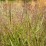 Panicum virgatum 'Squaw'