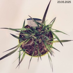 Panicum virgatum 'Squaw'