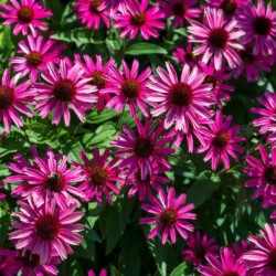 Echinacea 'Sensation Wild...