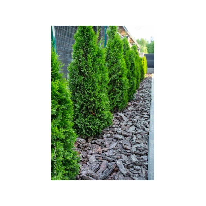Thuja occidentalis 'Smaragd'