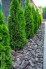 Thuja occidentalis 'Smaragd'