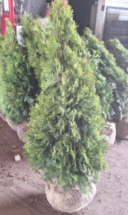 Thuja occidentalis 'Smaragd'