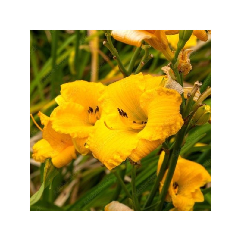 Hemerocallis 'Bakabana'