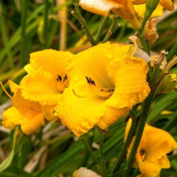 Hemerocallis 'Bakabana'