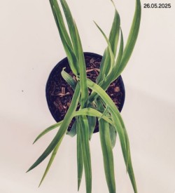 Hemerocallis 'Bakabana'