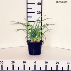 Hemerocallis 'Bakabana'