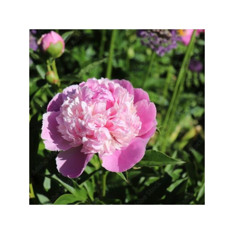 Paeonia 'Sorbet'