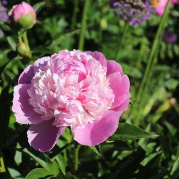 Paeonia 'Sorbet'