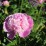 Paeonia 'Sorbet'