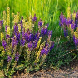 Liatris spicata 'Floristan...