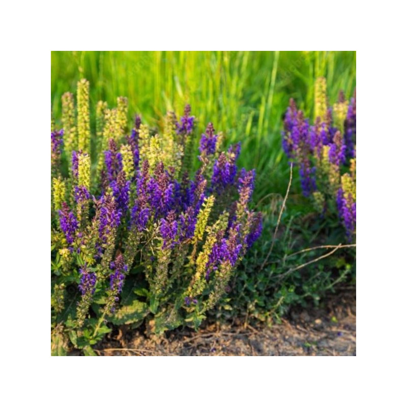 Liatris spicata 'Floristan Violet'