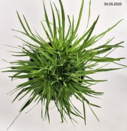 Liatris spicata 'Floristan Violet'