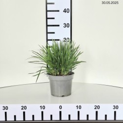 Liatris spicata 'Floristan Violet'