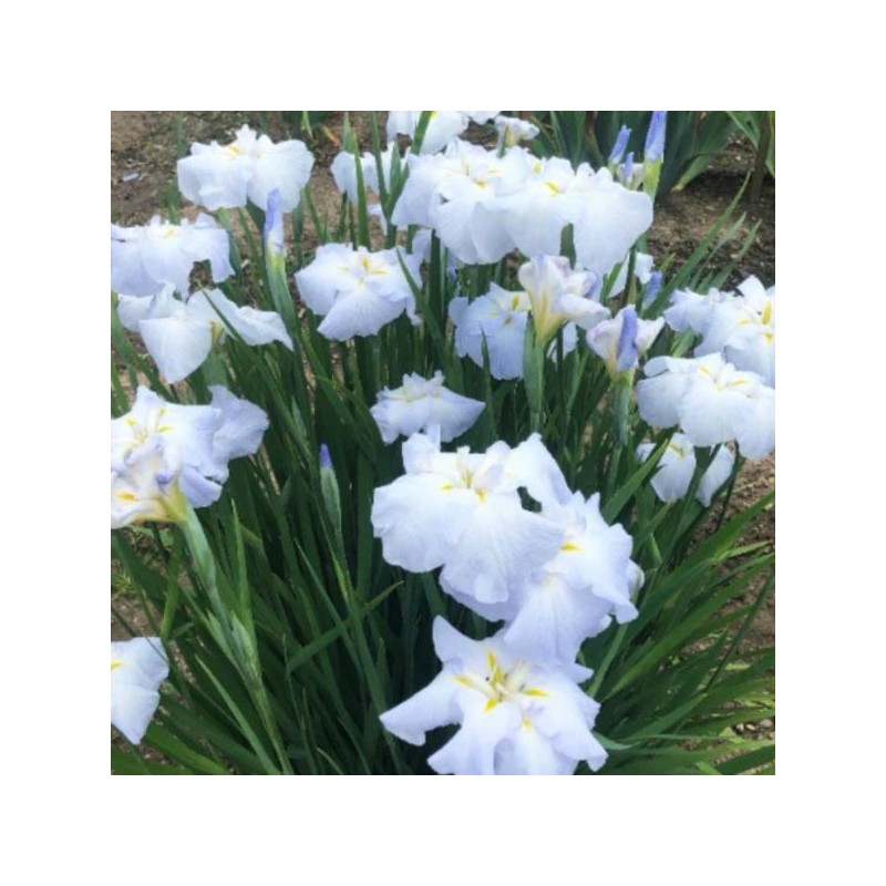 Iris ensata 'Gold Bound'