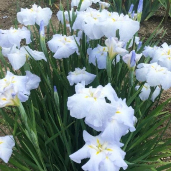 Iris ensata 'Gold Bound'