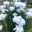 Iris ensata 'Gold Bound'